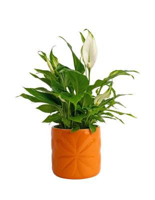 Carnaby ceramic embossed small pot orange